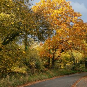 Autumn Church Road