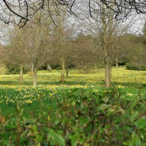 Bentley Grove daffodils