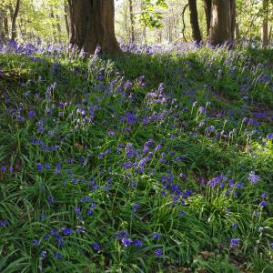Bluebells Holly Wood