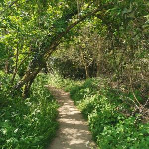 Case Lane Summer