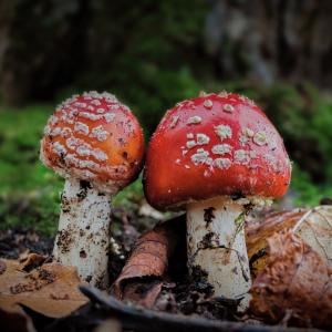 Fly agaric closeup