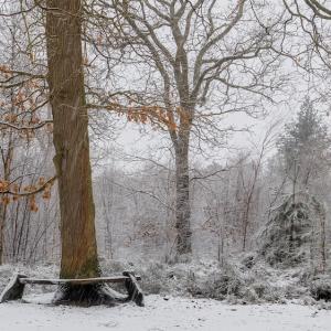 Holly Wood winter seat