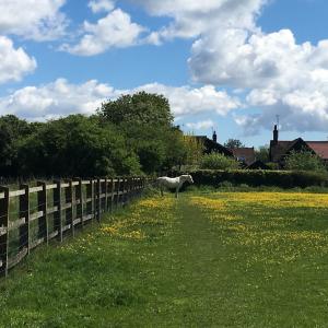 Paddock behind village hall