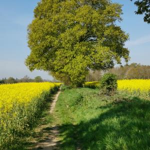 Rape and Oak footpath from Holly Wood