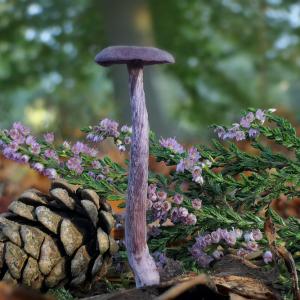 Toadstool cone heather2