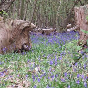 Vieew 22 Ancient chestnut stools and bluebells Dodnash wood