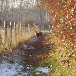 View 20 muntjac on footpath to Holly Wood
