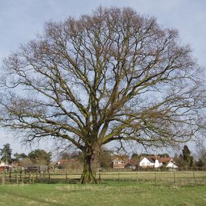 Field behind Village Hall