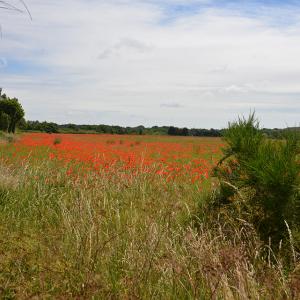 View from Silver Leys footpath poppies