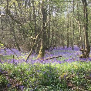 Dodnash Woods bluebells