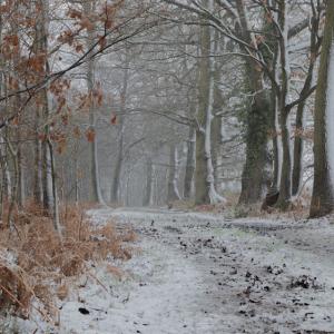 winter Holly Wood 2