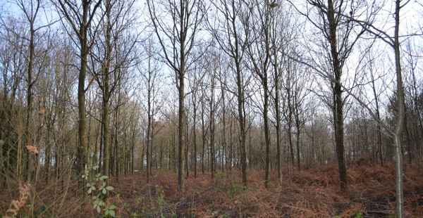 Woodland trees in winter 